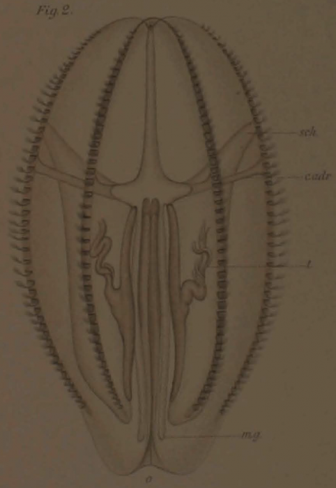 Hormiphora palmata Adult Holotype Hormiphora palmata Adult Holotype