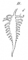 Tentillum of Hormiphora hormiphora holotype