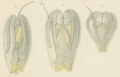 Hormiphora sibogae Holotype and Juvenile Type Material