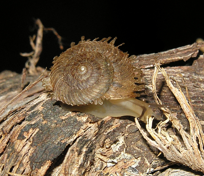 Chilocystis scolopendra (Melvill & Ponsonby, 1903)