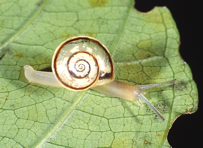 Trachycystis haygarthi (Melvill & Ponsonby, 1899)