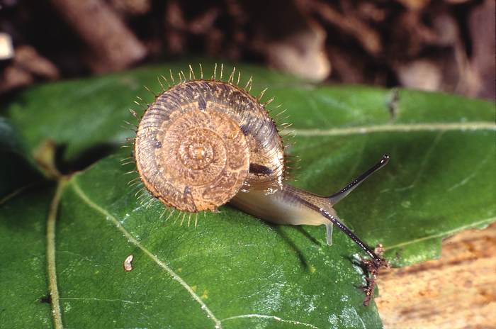 Chilocystis clifdeni (Connolly, 1932)