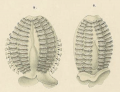 Ctenophora (sea gooseberries)