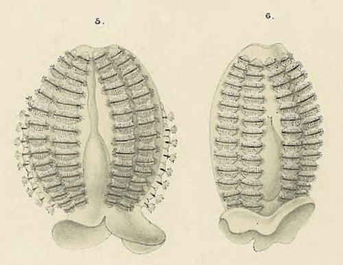 Pleurobrachia_pigmentata_Holotype