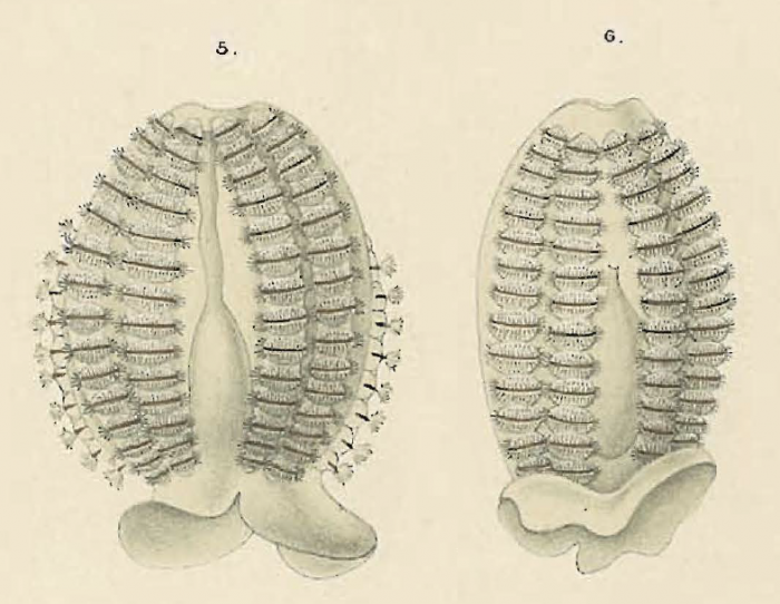 Pleurobrachia_pigmentata_Holotype Pleurobrachia_pigmentata_Holotype