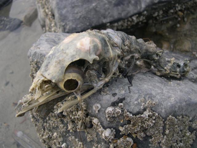 Skull of Great Cormorant Skull of Great Cormorant