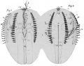 Ctenophora (sea gooseberries)