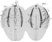 Pleurobrachia_rhodopsis_Holotype