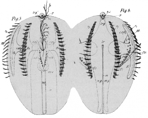 Pleurobrachia_rhodopsis_Holotype