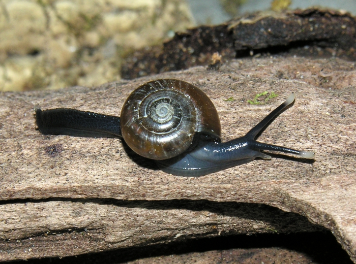 Trachyctystis tollini (Benson, 1856)