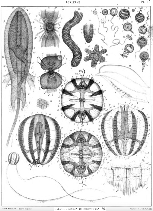 Pleurobrachia_rhododactyla_Holotype