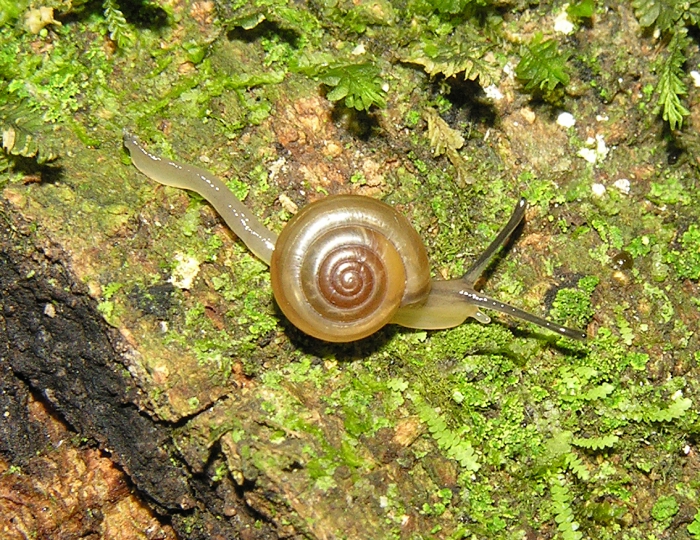 Trachycystis glanvilliana (Ancey, 1890) Trachycystis glanvilliana (Ancey, 1890)