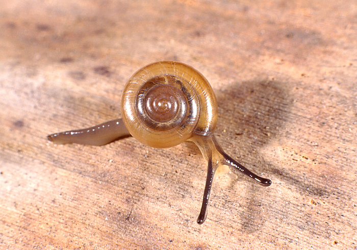 Trachycystis subpinguis Connolly, 1922