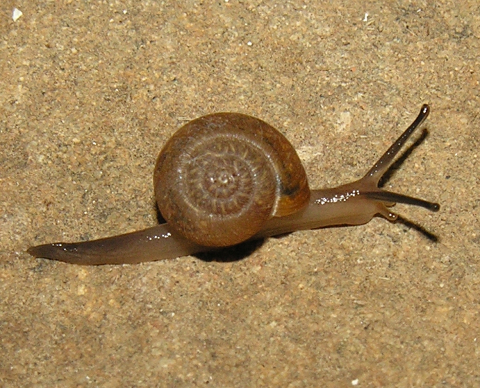 Phaulocystis simplex (Melvill & Ponsonby, 1903)