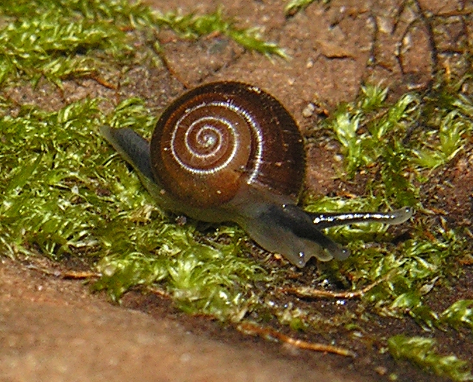 Trachycystis rubra Connolly, 1925 Trachycystis rubra Connolly, 1925