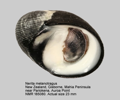 Nerita melanotragus