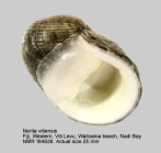Nerita vitiensis