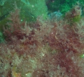 Rhodophyta (red algae)