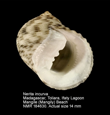 Nerita incurva