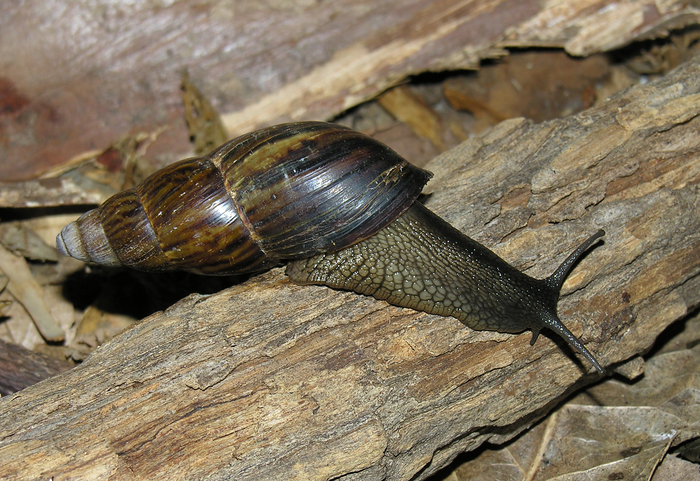 Cochlitoma ustulata (Lamarck, 1822) Cochlitoma ustulata (Lamarck, 1822)