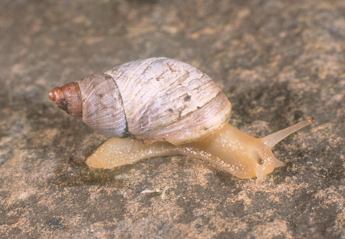 Prestonella bowkeri (G. B. Sowerby III, 1890)