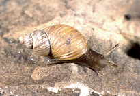 Prestonella nuptialis (Melvill & Ponsonby, 1984)