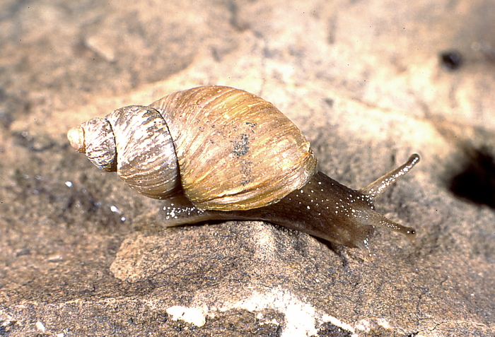 Prestonella nuptialis (Melvill & Ponsonby, 1984) Prestonella nuptialis (Melvill & Ponsonby, 1984)