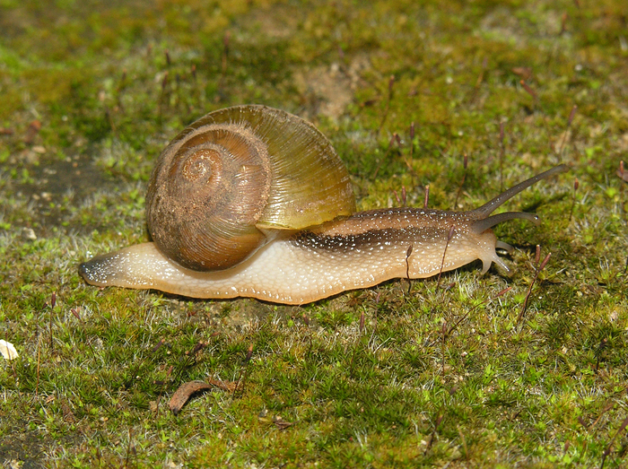 Afrorhytida knysnaensis (L. Pfeiffer, 1846)