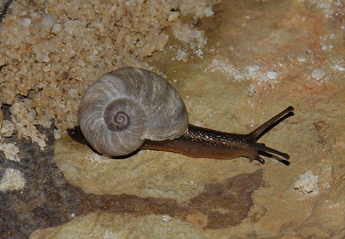 Afrorhytidae kraussi oraria Herbert & Moussalli, 2010