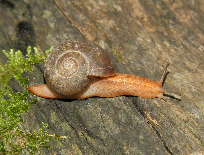 Afrorhytida kraussi kraussi (L. Pfeiffer, 1846)