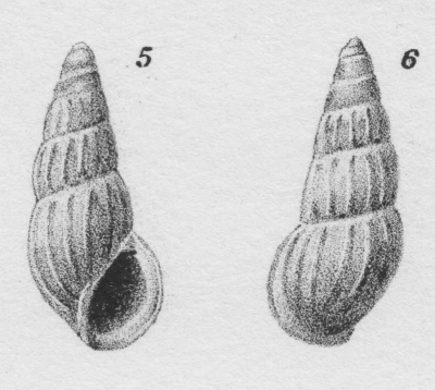 Rissoina africana Dautzenberg, 1912