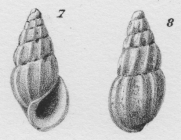 Rissoina africana var. crassior Dautzenberg, 1912 [p. 49 ; plate 2, figs 7-8]