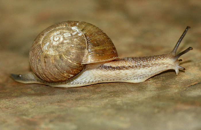 Afrorhytida trimeni (Melvill & Ponsonby, 1892) Afrorhytida trimeni (Melvill & Ponsonby, 1892)