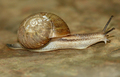 Mollusca (molluscs)