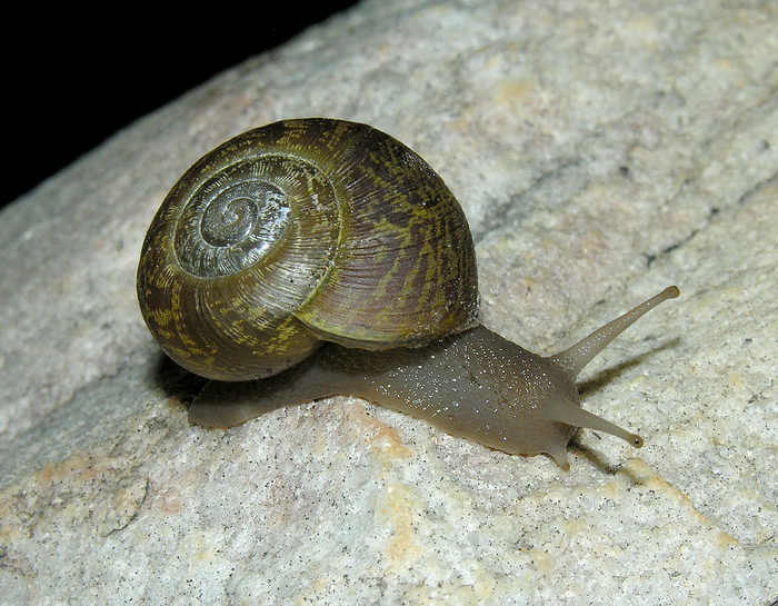 Tulbaghinia isomerioides (Melvill & Ponsonby, 1898)