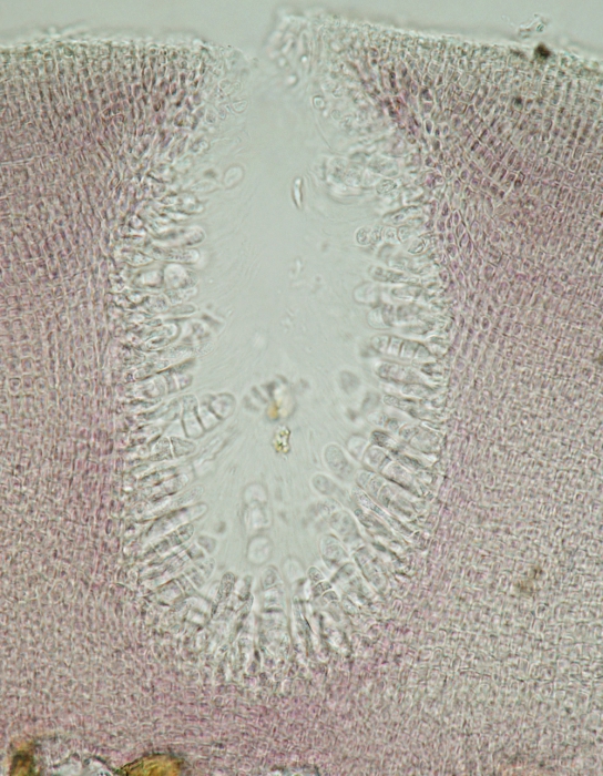 Hildenbrandia occidentalis Hildenbrandia occidentalis
