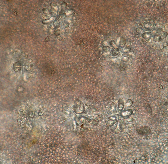 Hildenbrandia rubra Hildenbrandia rubra