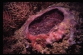 Porifera (sponges)