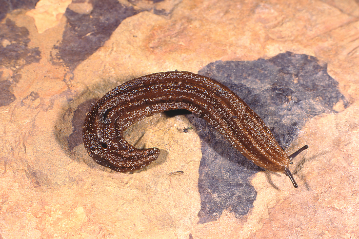 Chlamydephorus lawrencei (L. Forcart, 1963)