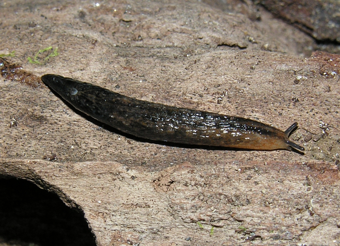 Chlamydephorus purcelli (W. E. Collinge, 1901) Chlamydephorus purcelli (W. E. Collinge, 1901)