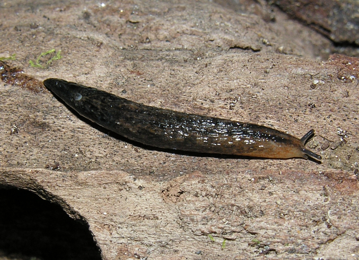 Chlamydephorus purcelli (W. E. Collinge, 1901)