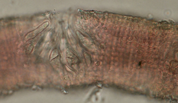Hildenbrandia rubra Hildenbrandia rubra