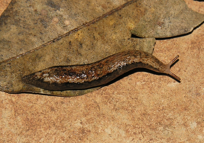 Chlamydephorus dimidius (H. Watson, 1915)