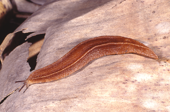 Chlamydephorus sexangulus (H. Watson, 1915) Chlamydephorus sexangulus (H. Watson, 1915)