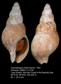 Mollusca (molluscs)