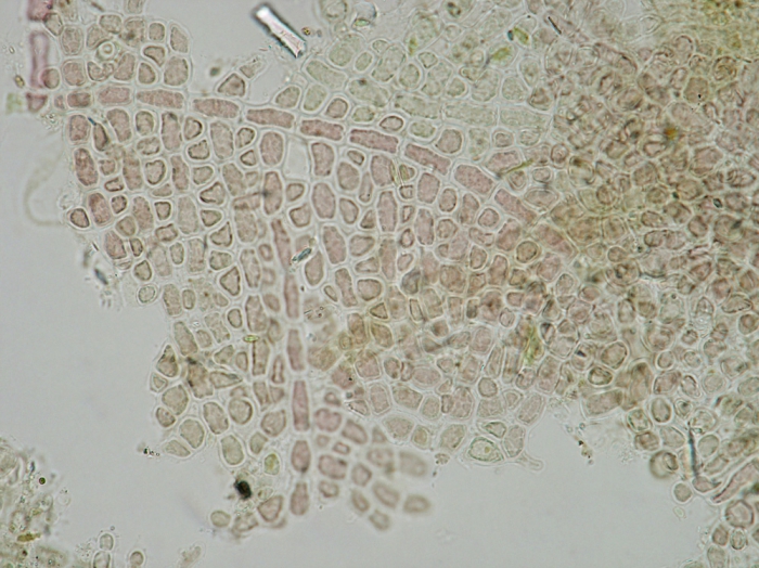 Hymenoclonium serpens Hymenoclonium serpens
