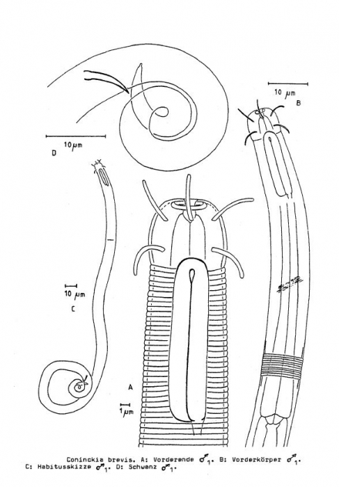 Coninckia brevis Bussau, 1993