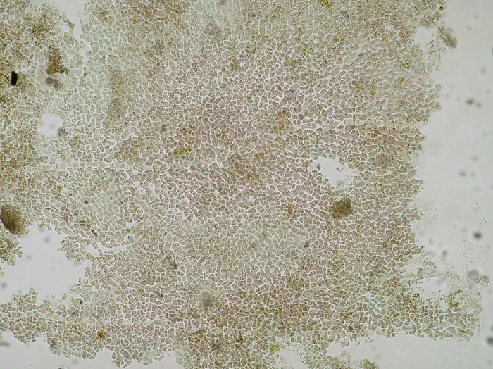 Hymenoclonium serpens Hymenoclonium serpens