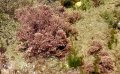 Rhodophyta (red algae)