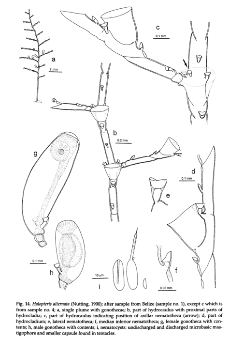 Halopteris alternata, from Schuchert (1997) Halopteris alternata, from Schuchert (1997)